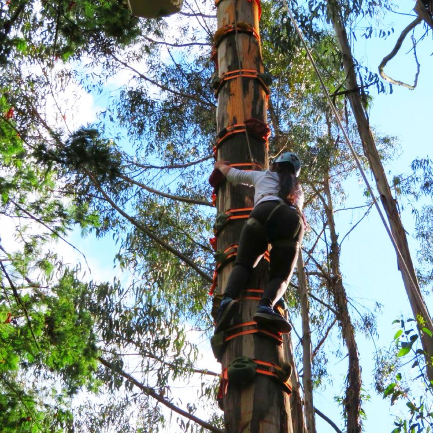 Escalada en árboles